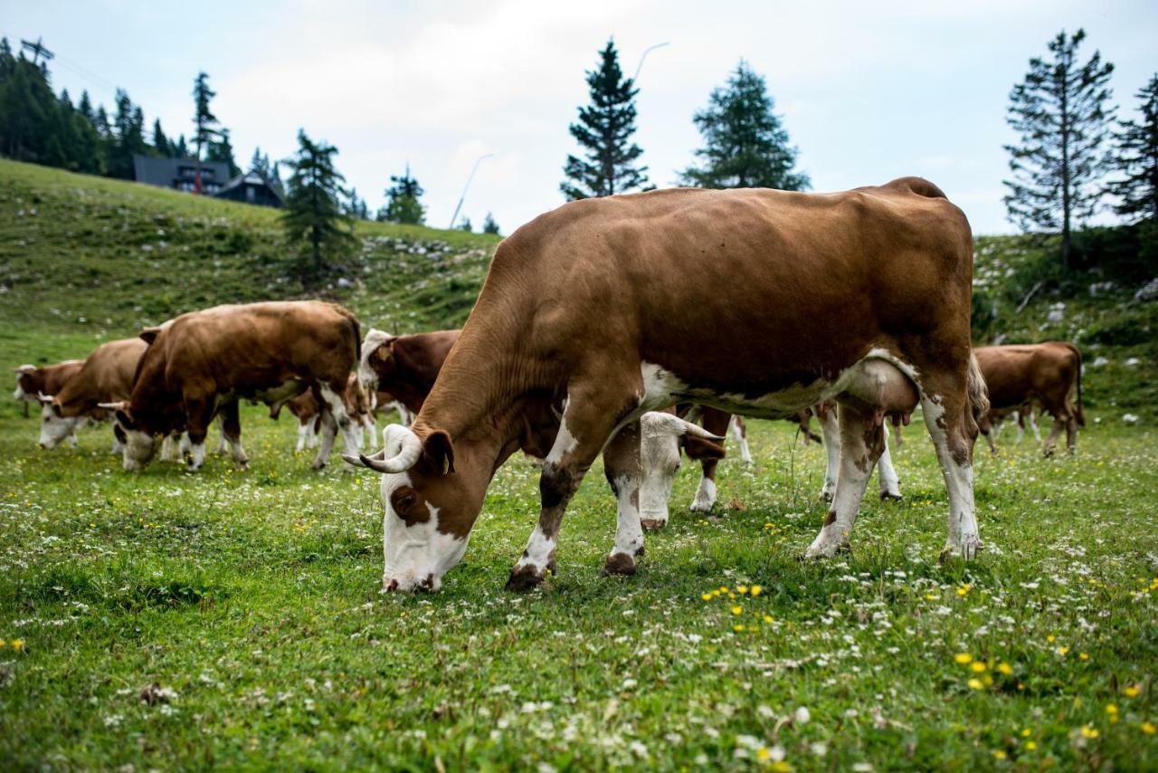 Tourist Farm Pr'Dovar Церклье-на-Гореньскем Экстерьер фото